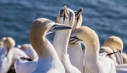 开云体育官网-Wei潘森关键闪现惩戒抢下大龙，Zika遭到集火击杀