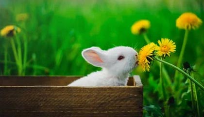 开云体育官网-Wei潘森关键闪现惩戒抢下大龙,Zika遭到集火击杀